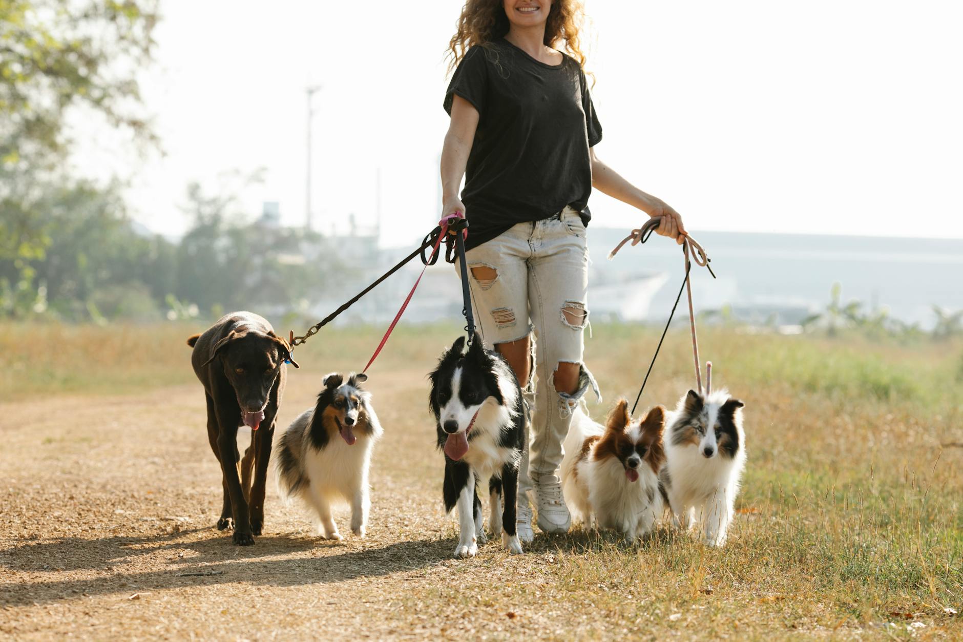 Professional dog walker with multiple dogs in a sunny park