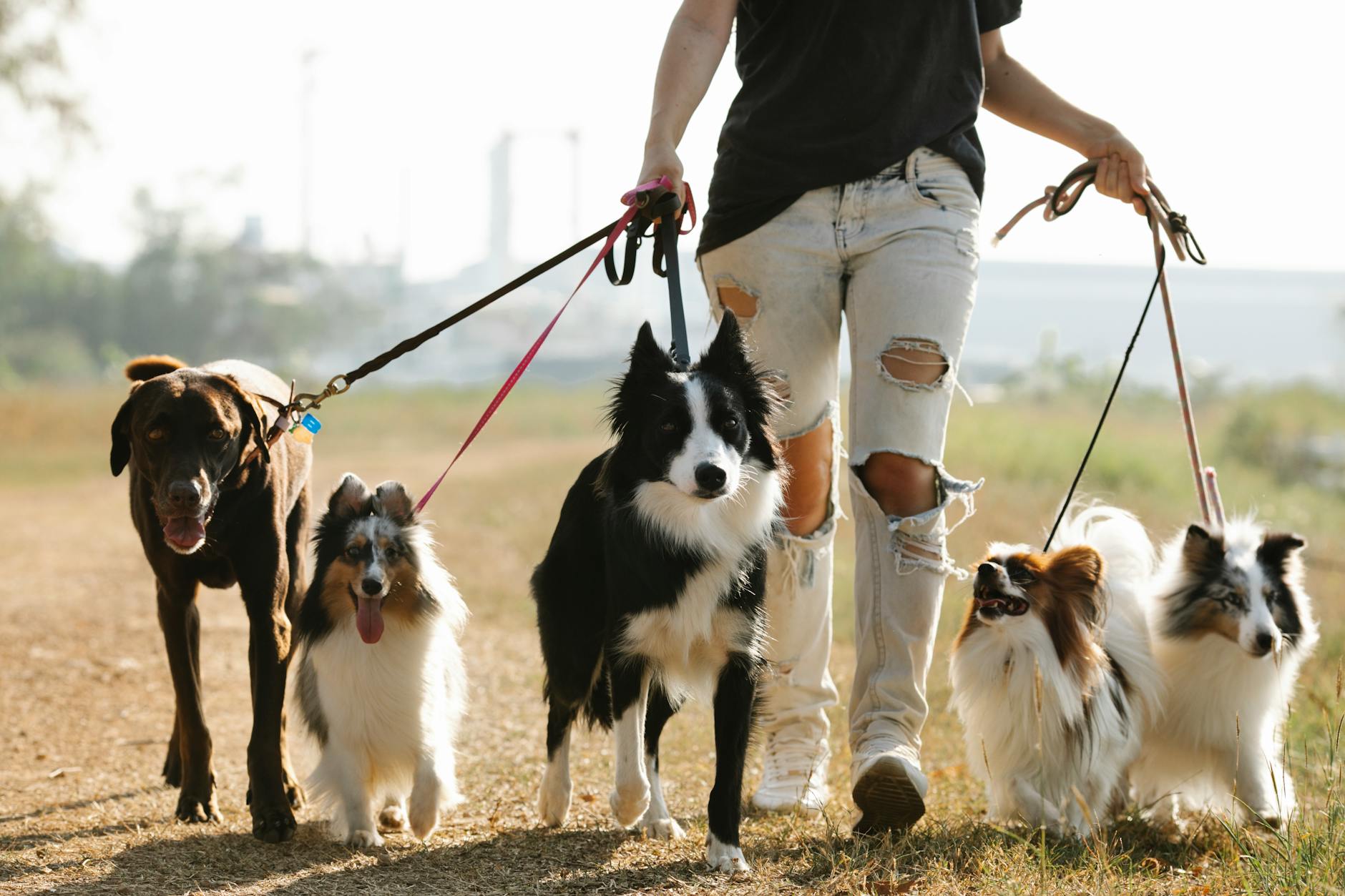 Dog walker with various dog breeds on a country path